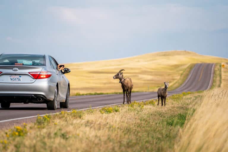 Deer in Badlands National Park