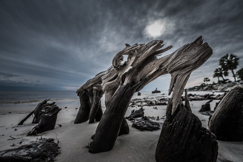 Cypress Tree Roots on the Carrabelle Beach